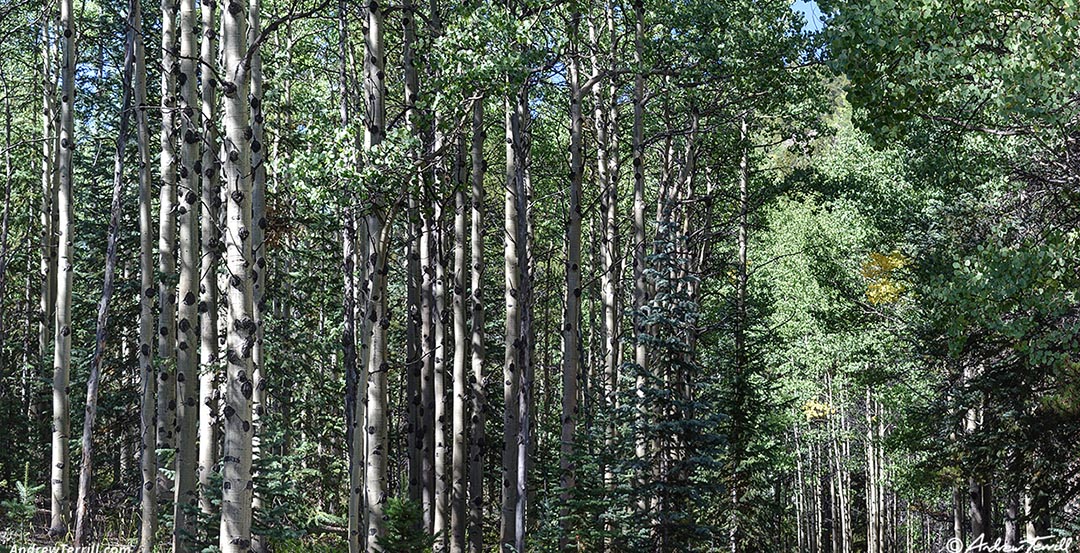 aspen wood forest Colorado 02 September 2024