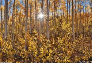 Aspen & Sunlight September 2018