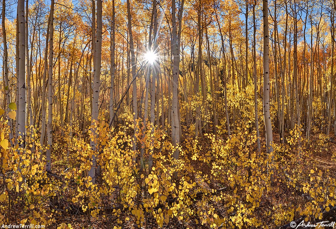 Aspen & Sunlight September 2018