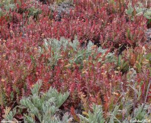 fall on the tundra 25 August 2024