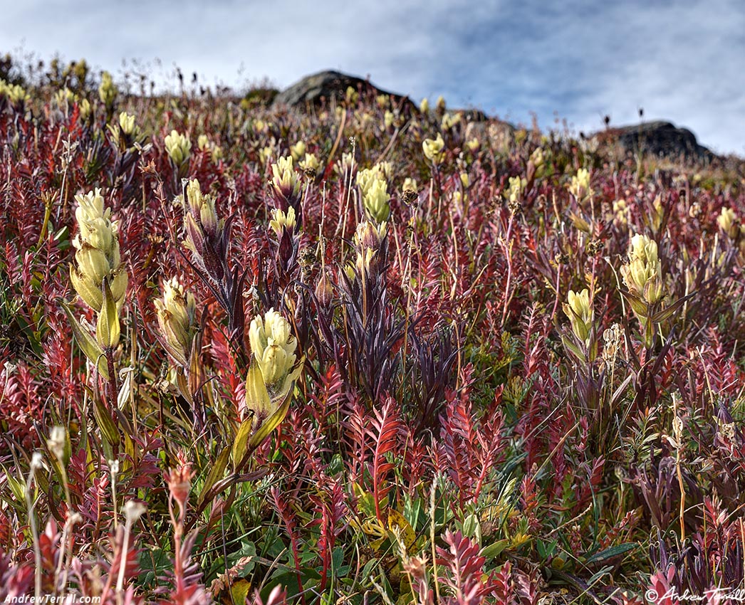 tundra early fall colorado 26 August 2024