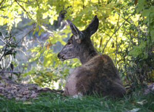 Mule Deer resting