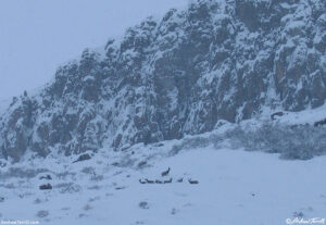 mule deer in winter storm