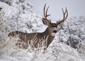 buck mule deer october