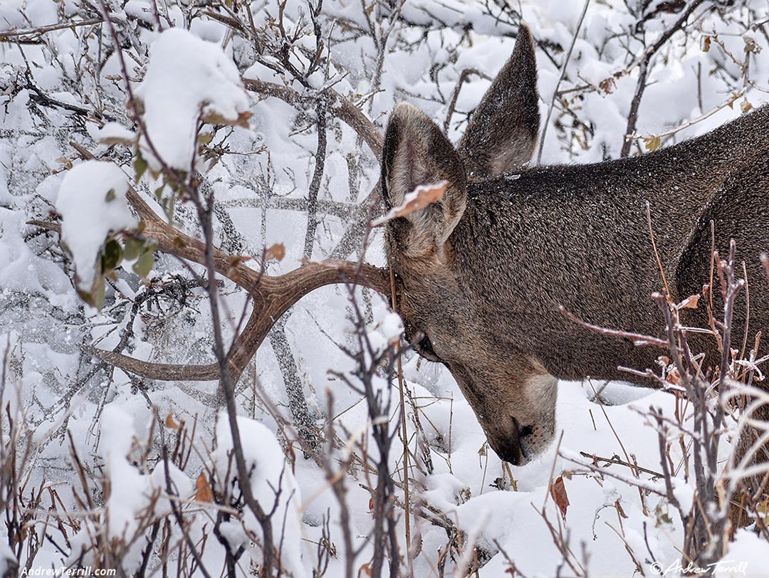 buck mule deer shaking snow october