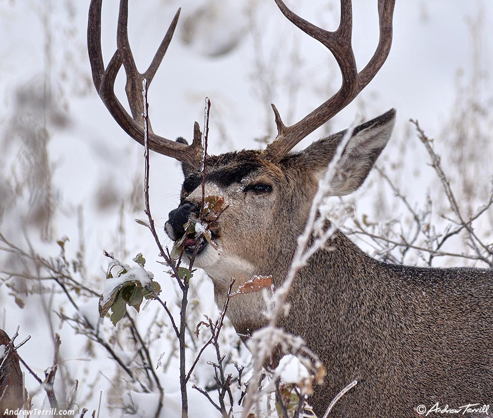 buck mule deer eating leaves october