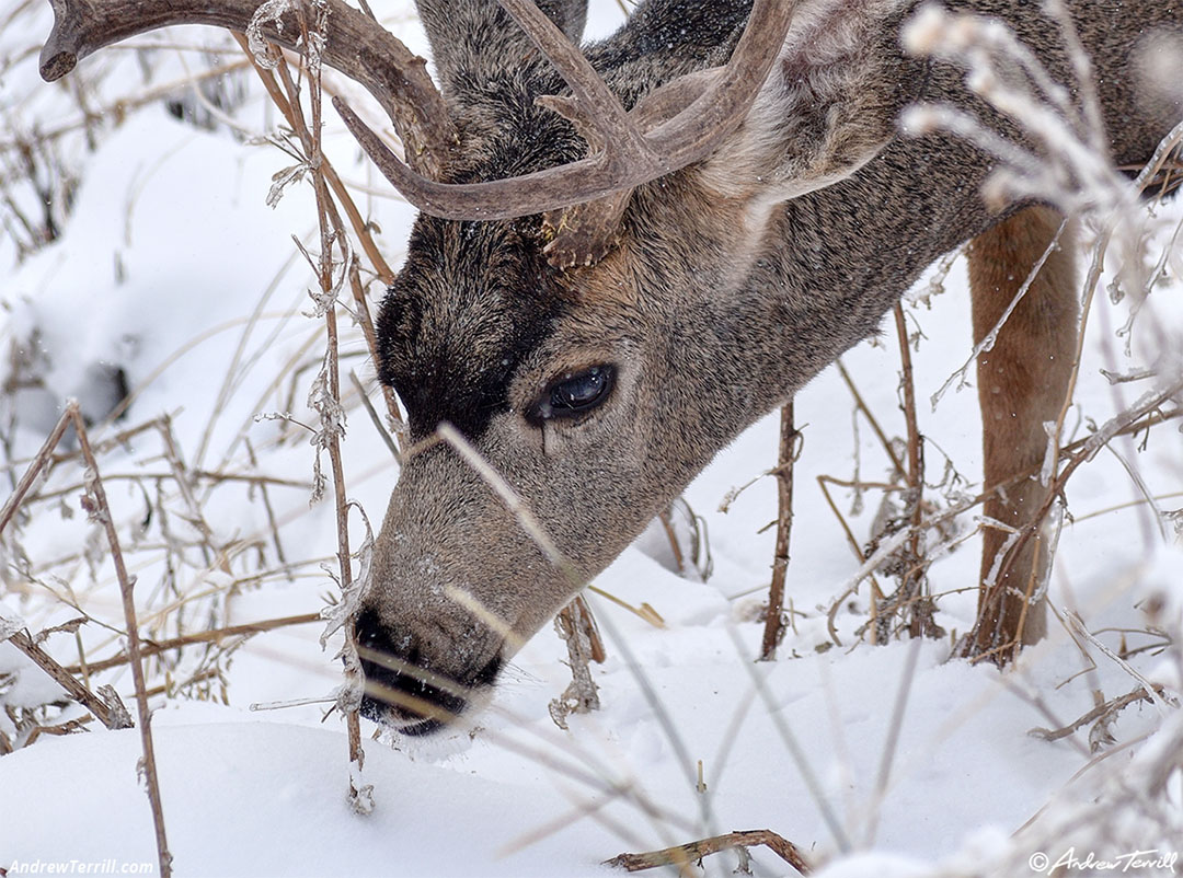 buck mule deer october