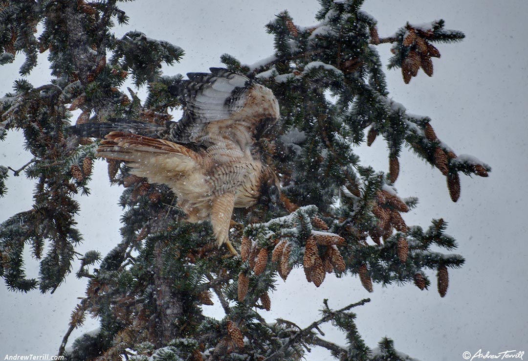 raptor landing in snowstorm in tree - 7 november 2024