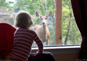 mule deer gazing through the window