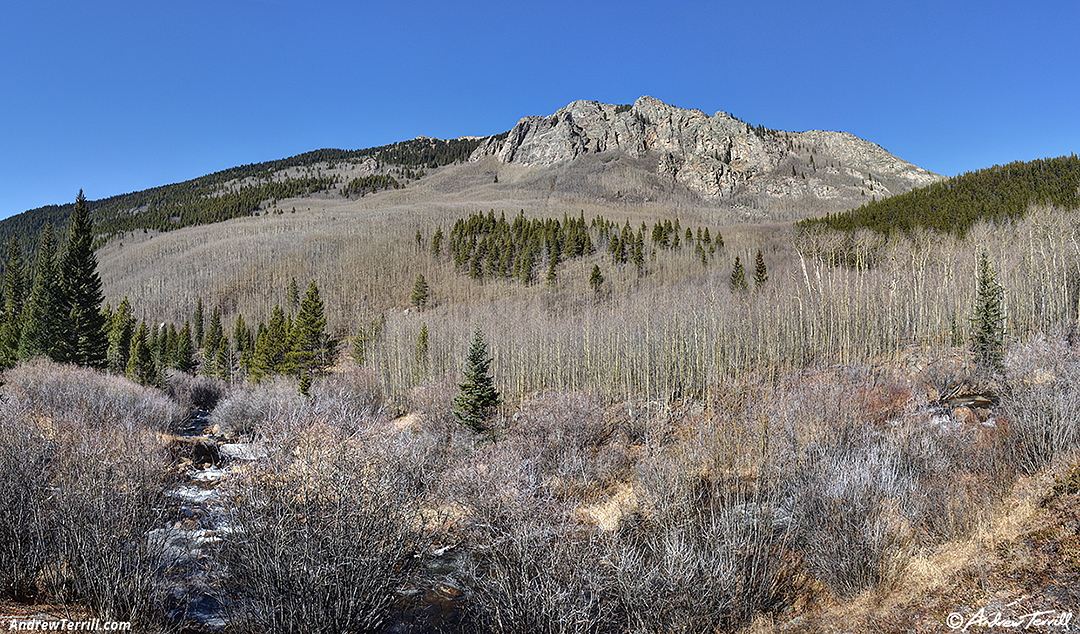 leafless aspen woods colorado 2 november 2024