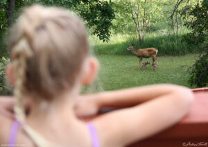 mule deer and fawns june 2016