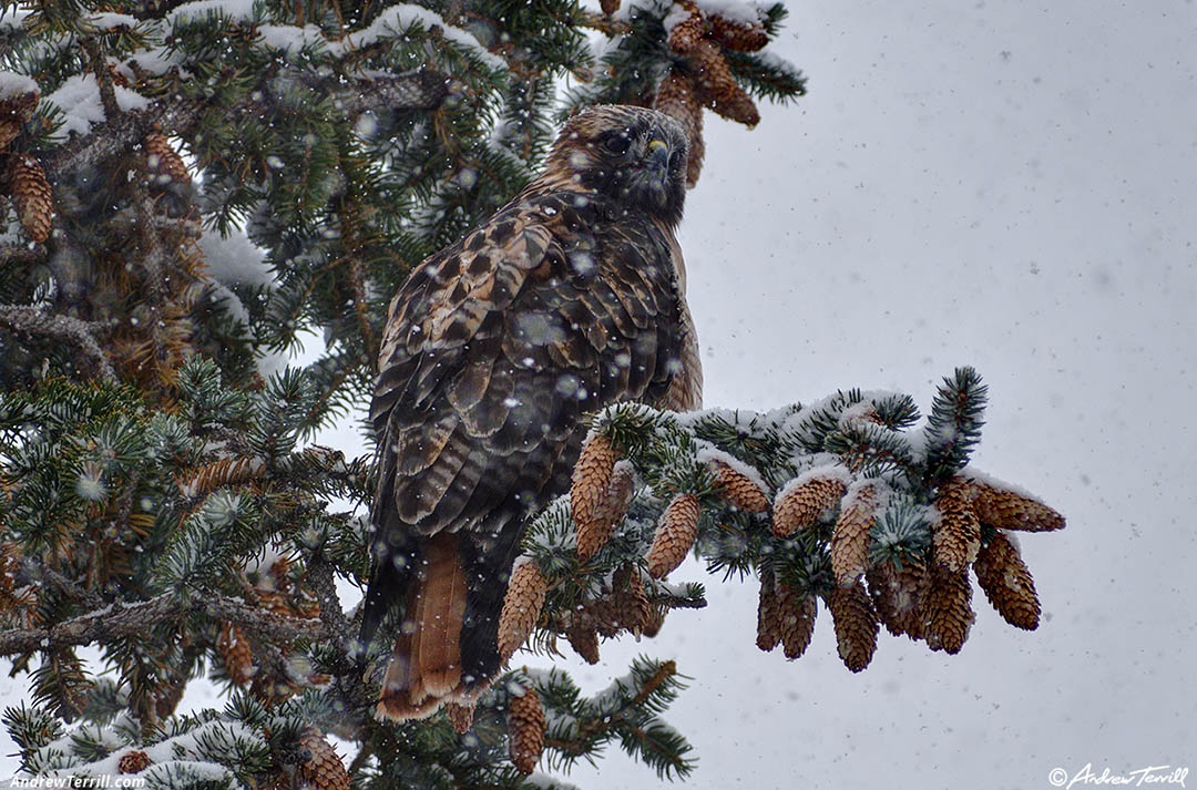 raptor in snowstorm in spruce - 7 november 2024