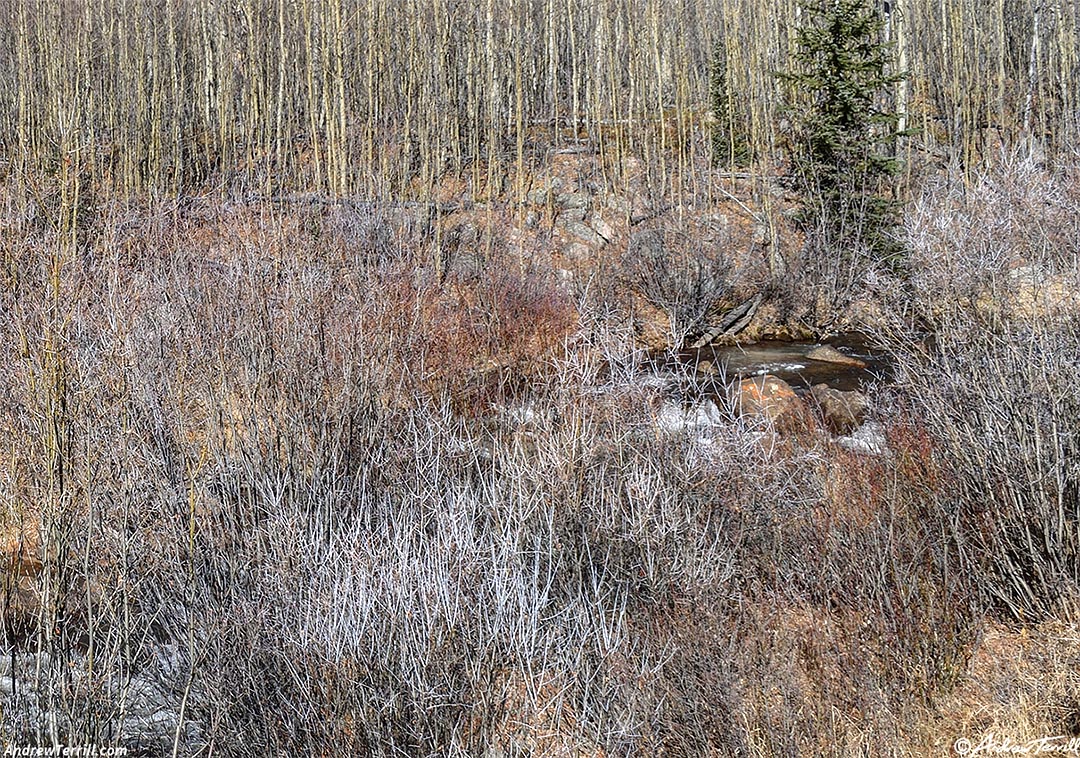 leafless aspen woods detail colorado 2 november 2024