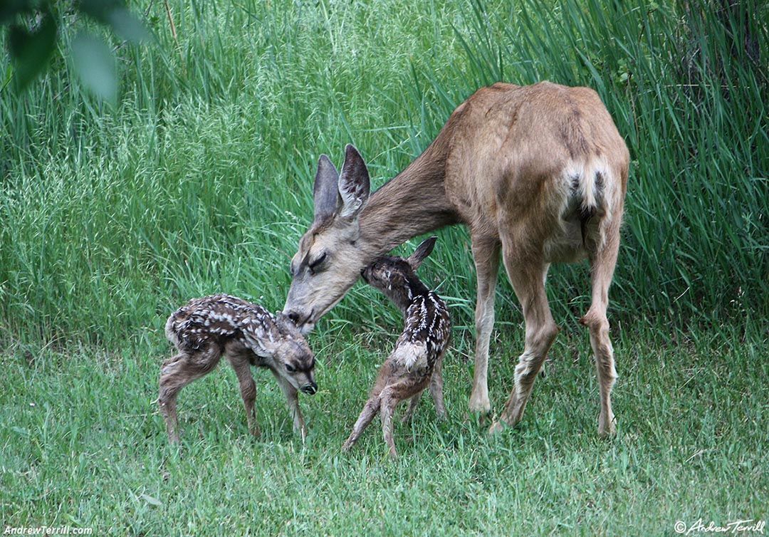 mule deer and fawns june 2016