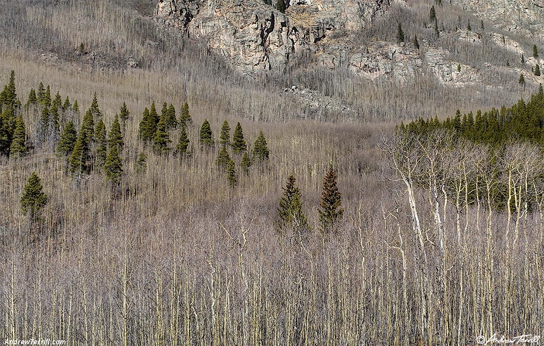 leafless aspen woods detail colorado 2 november 2024