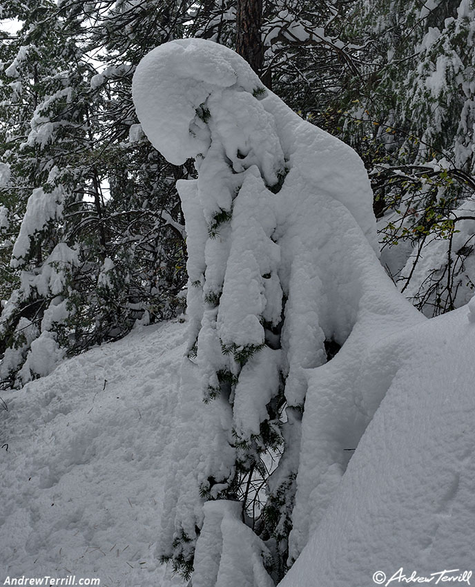 snow covered pine tree - 8 november 2024