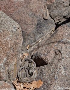 snake ball - garter snakes 4-april-2024