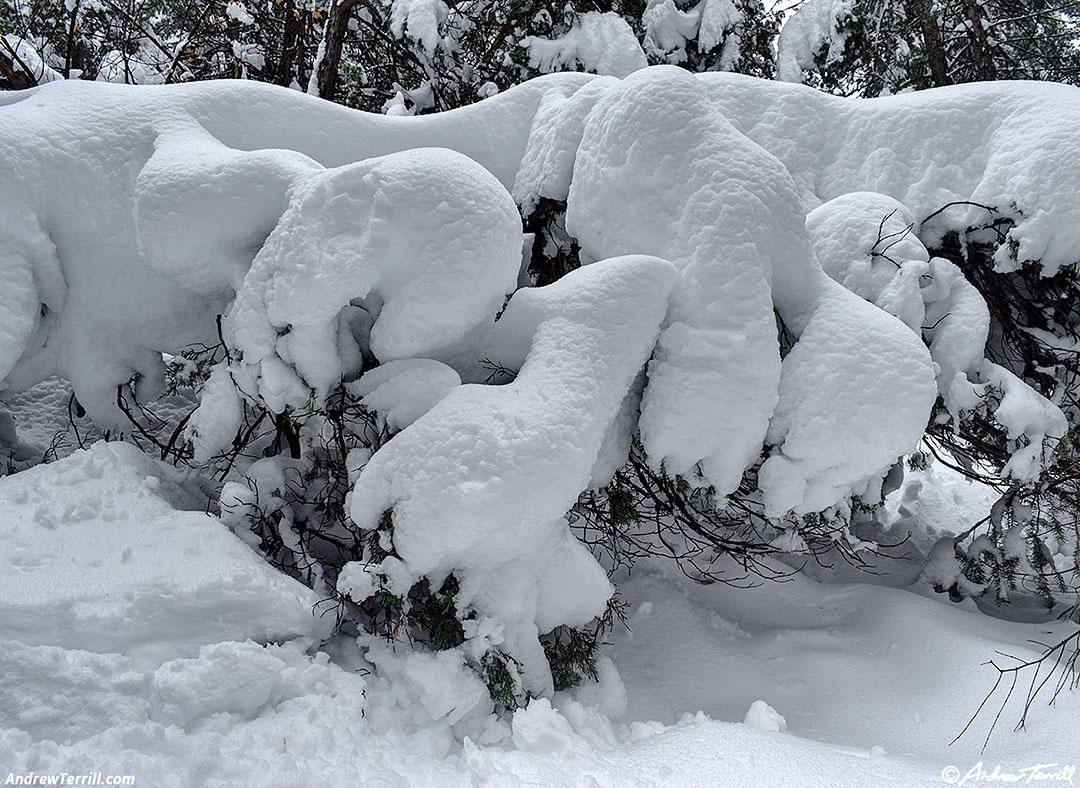 snow covered forest - 8 november 2024