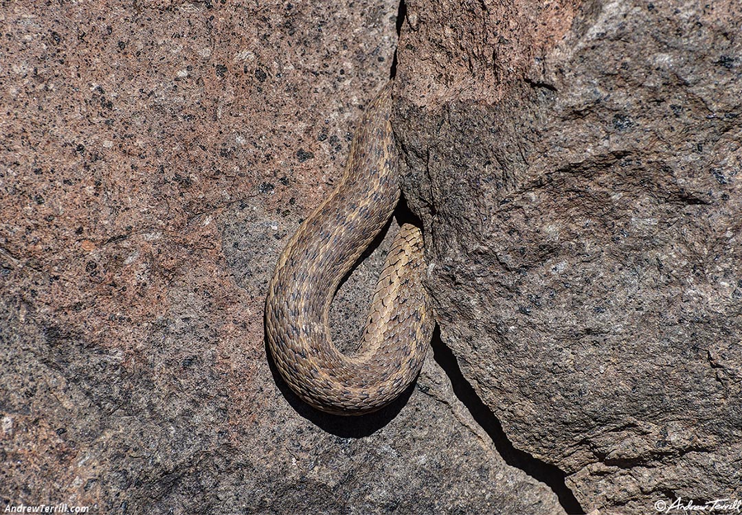 garter snakes coils in rock 4-april-2024