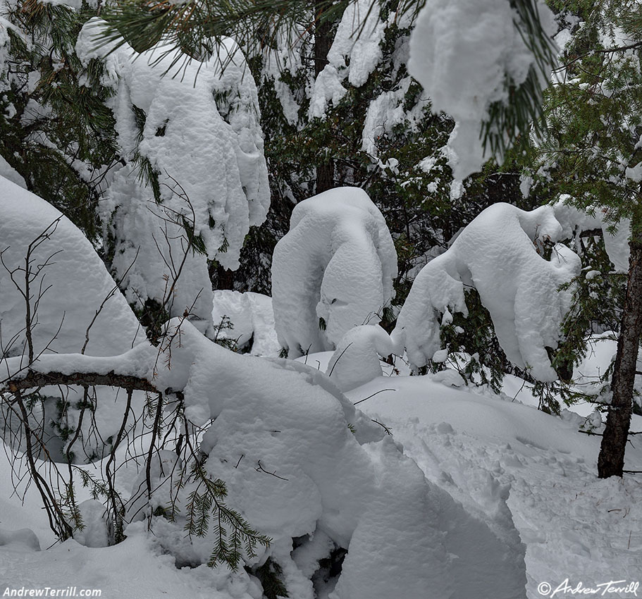 snow covered forest - 8 november 2024