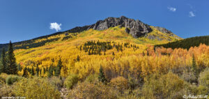 fall aspen pines Colorado 24 September 2024