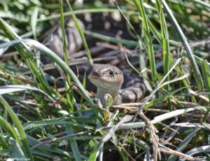 garter snake in grass close up