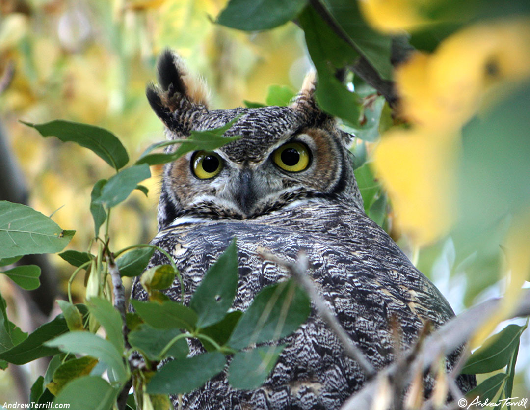 great horned owl close up