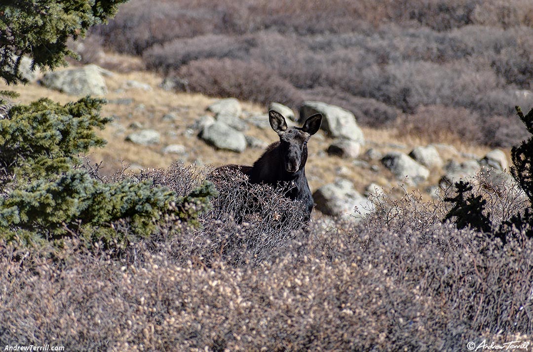 moose in the willows colorado 2 november 2024