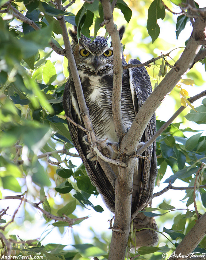 great horned owl september