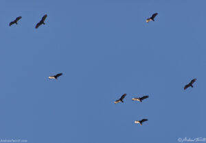 turkey vultures soaring above Golden - 14 april 2024