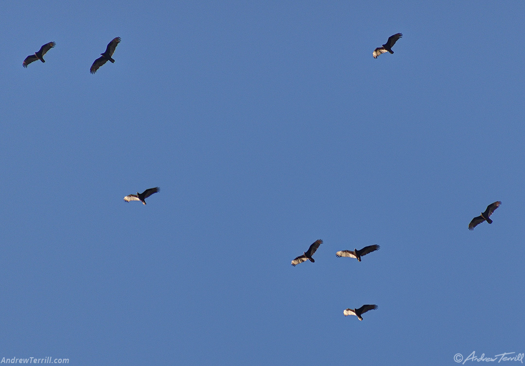 turkey vultures soaring above Golden - 14 april 2024