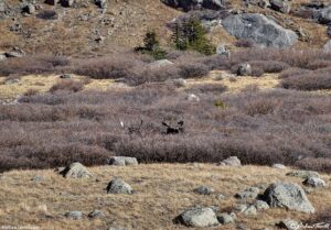 two bull moose in the willows colorado 2 november 2024