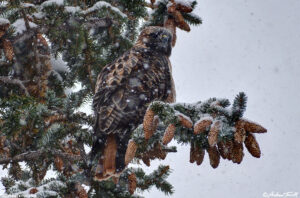 hawk in snowstorm in spruce - 7 november 2024