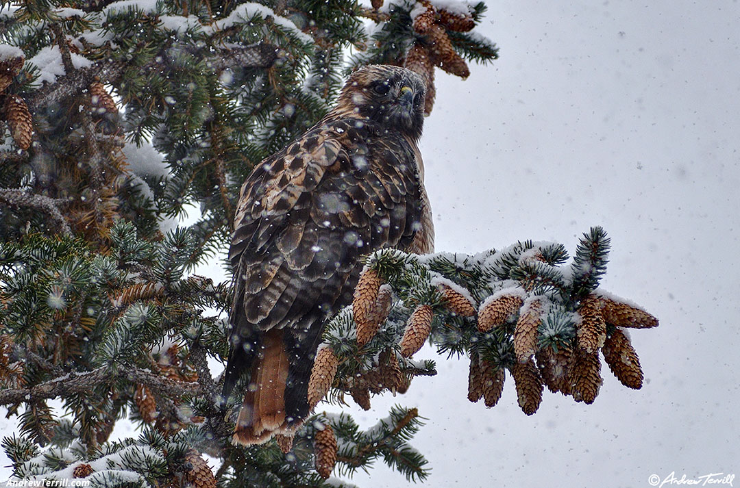  hawk in snowstorm in spruce - 7 november 2024