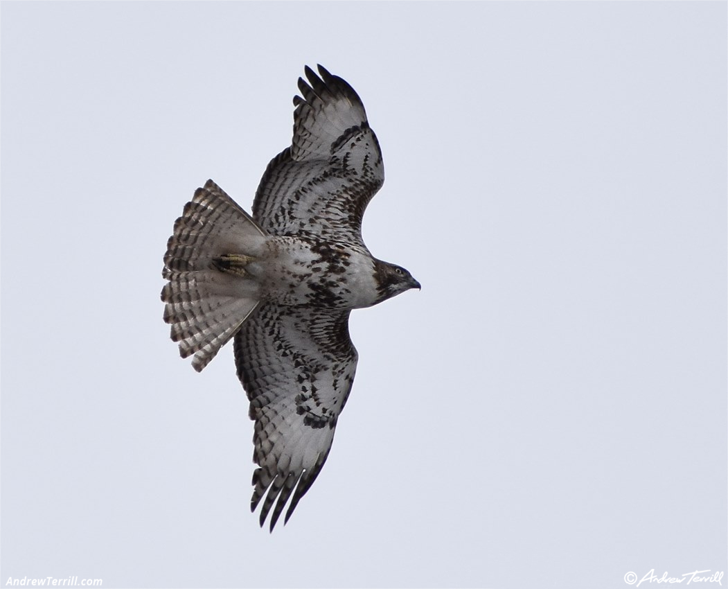 juvenile red tailed hawk april 2020