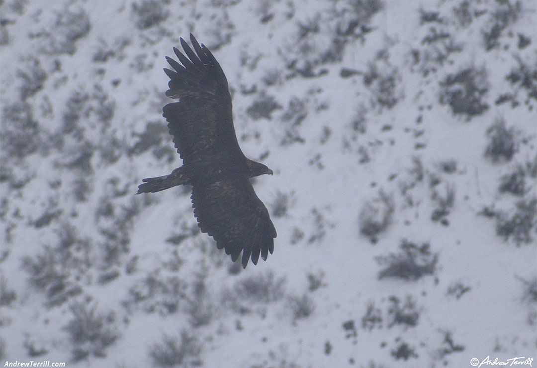 golden eagle soaring - 8 november 2024