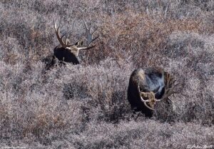 two bull moose in the willows colorado 2 november 2024