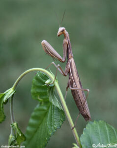 praying mantis summer