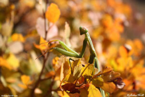 praying mantis