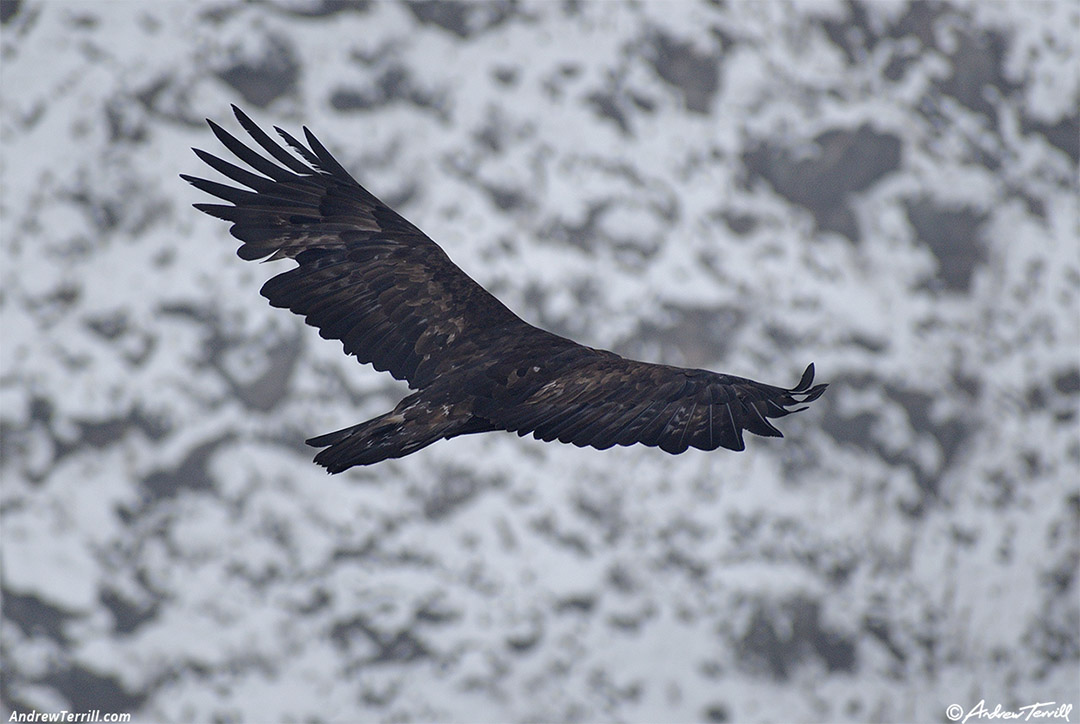 golden eagle soaring - 8 november 2024