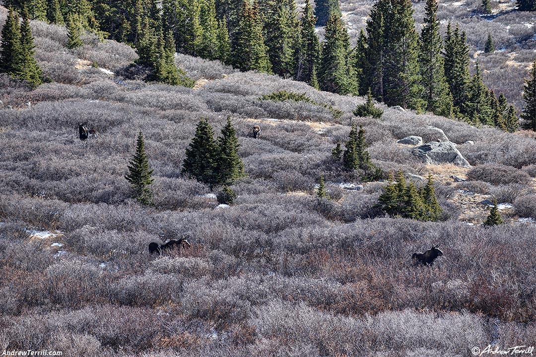 moose in the willows colorado 2 november 2024