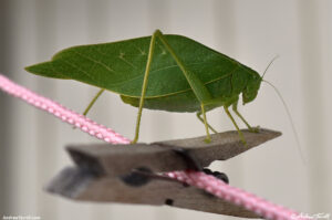 a leaf bug october 2017