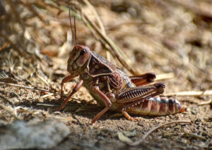 plains lubber Brachystola magnagiant grasshopper