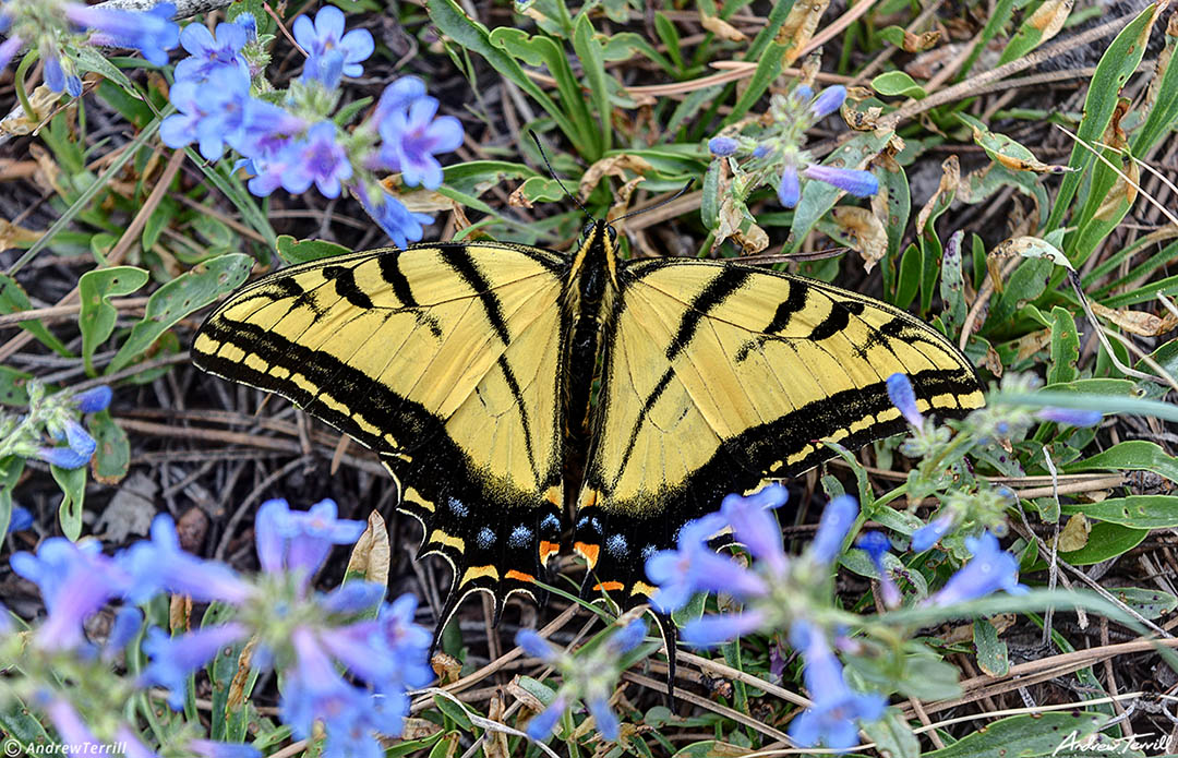 eastern tiger swallowtail colorado may 29 2022