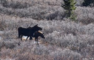 mother and calf moose in the willows colorado 2 november 2024