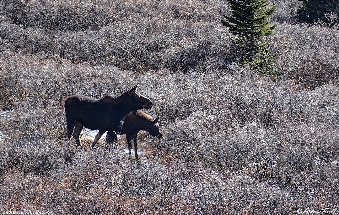 mother and calf moose in the willows colorado 2 november 2024