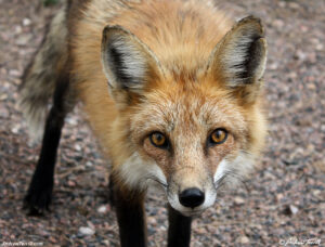 curious Fox