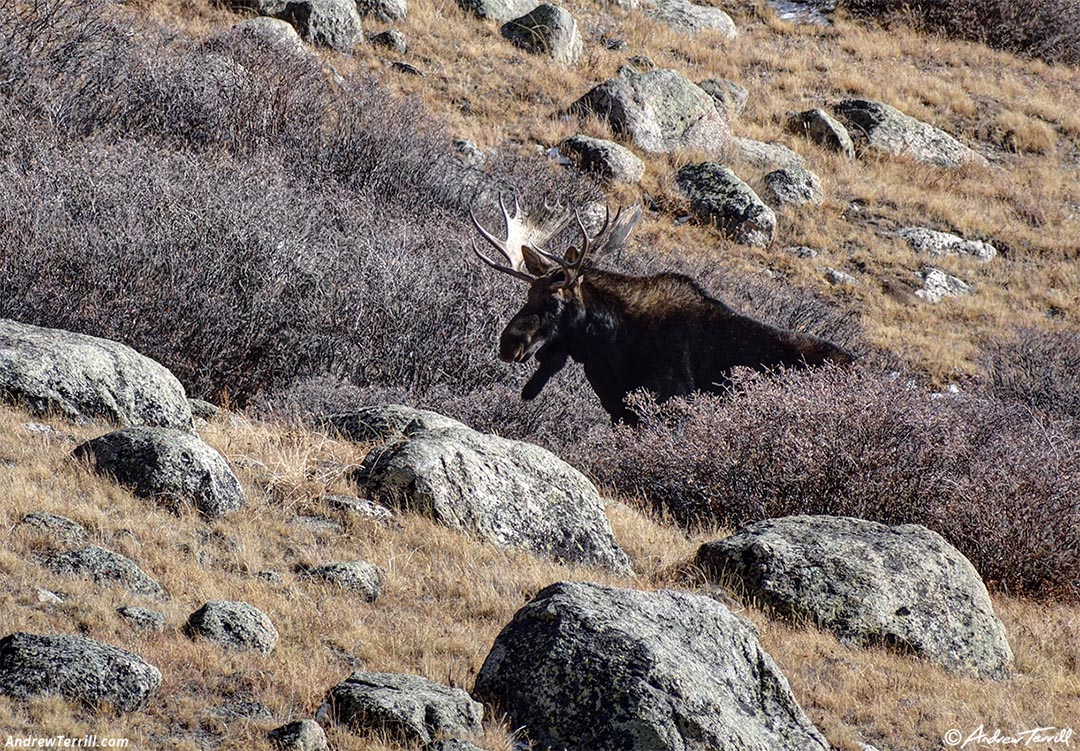 bull moose in the willows colorado 2 november 2024