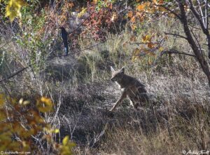 coyote and magpie 10-18-22