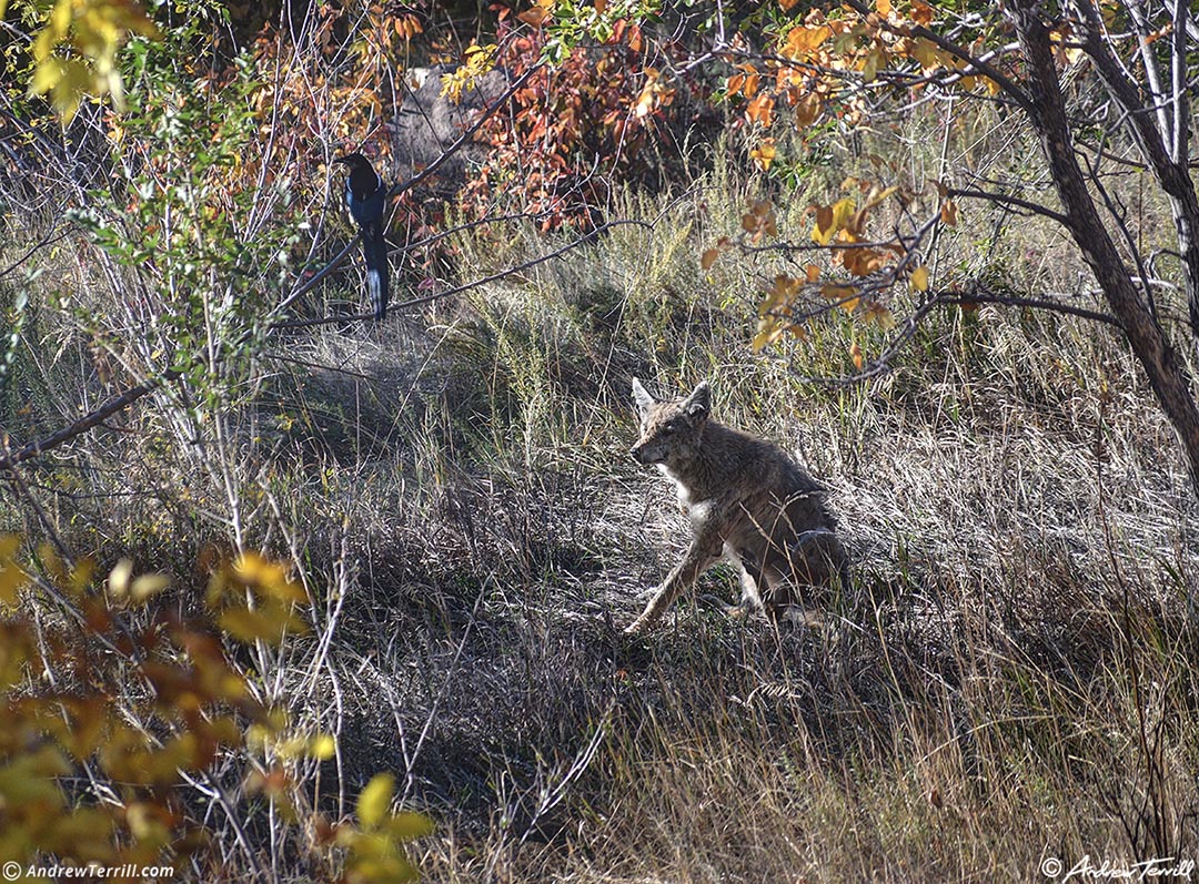  coyote and magpie 10-18-22